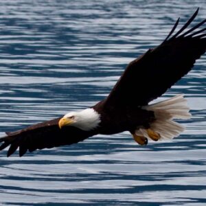 Soaring bald eagle