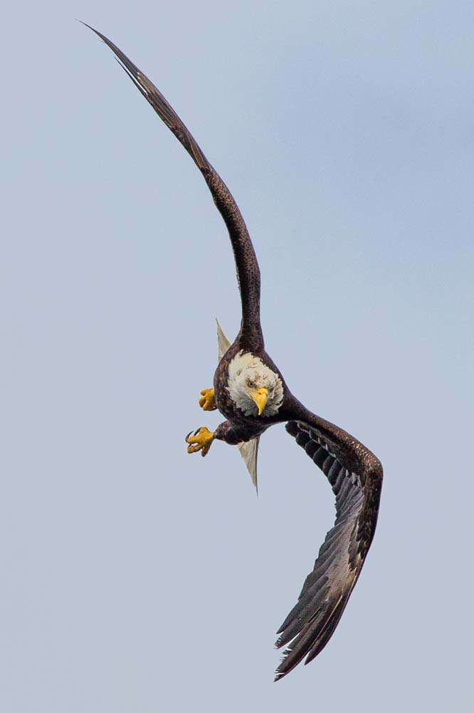 soaring bald eagle