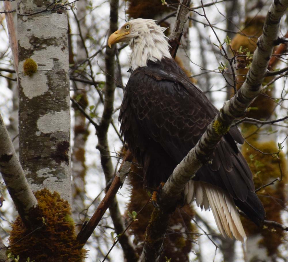 Bald eagle perched in tree