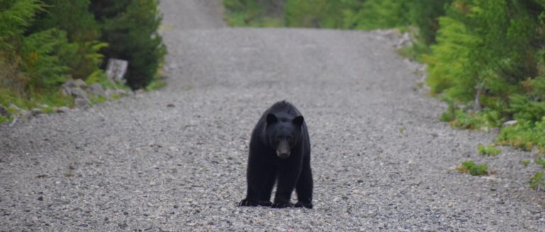 Haida Gwaii Black Bear
