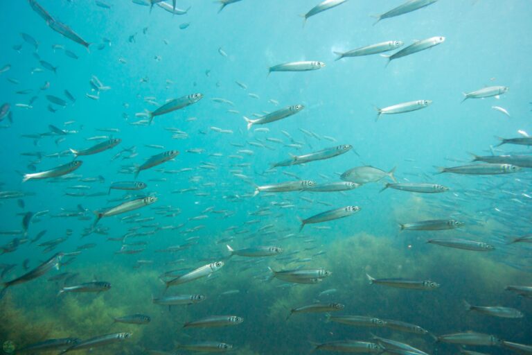 It’s All About the Herring