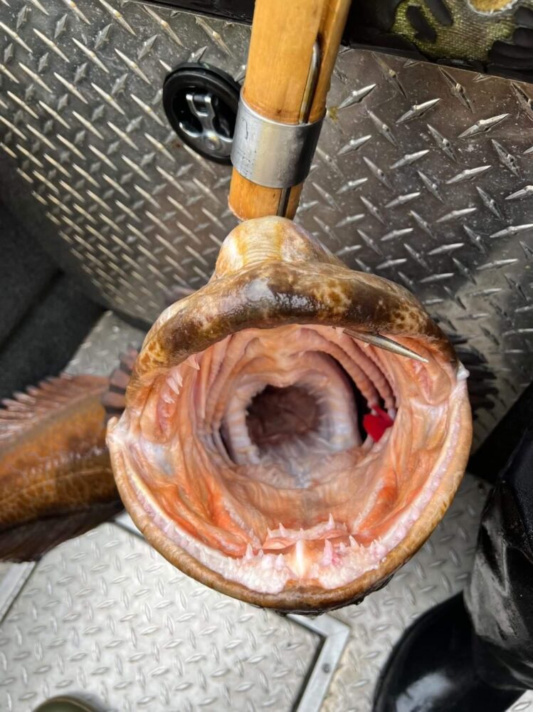 Haida Gwaii Lingcod's mouth