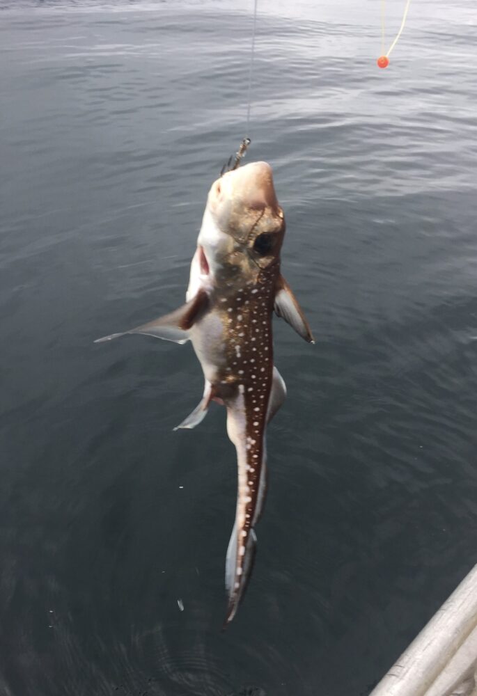 Ratfish in Haida Gwaii