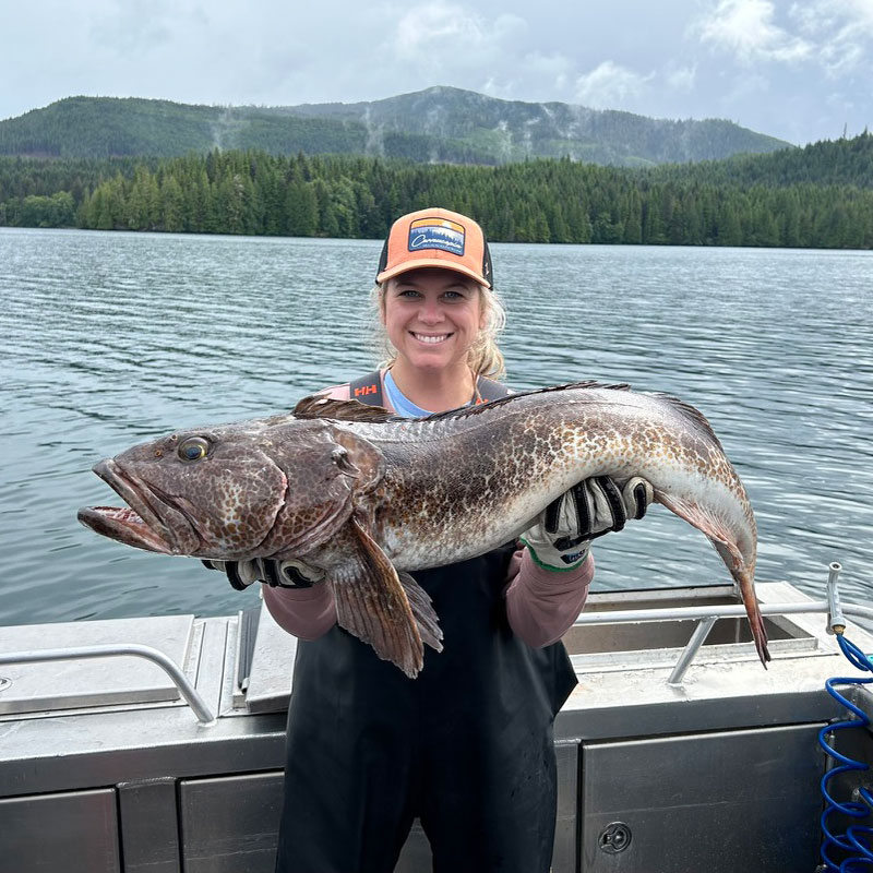 Lingcod