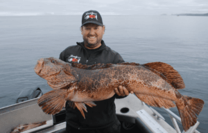 lingcod