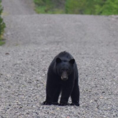 Haida Gwaii Black Bear