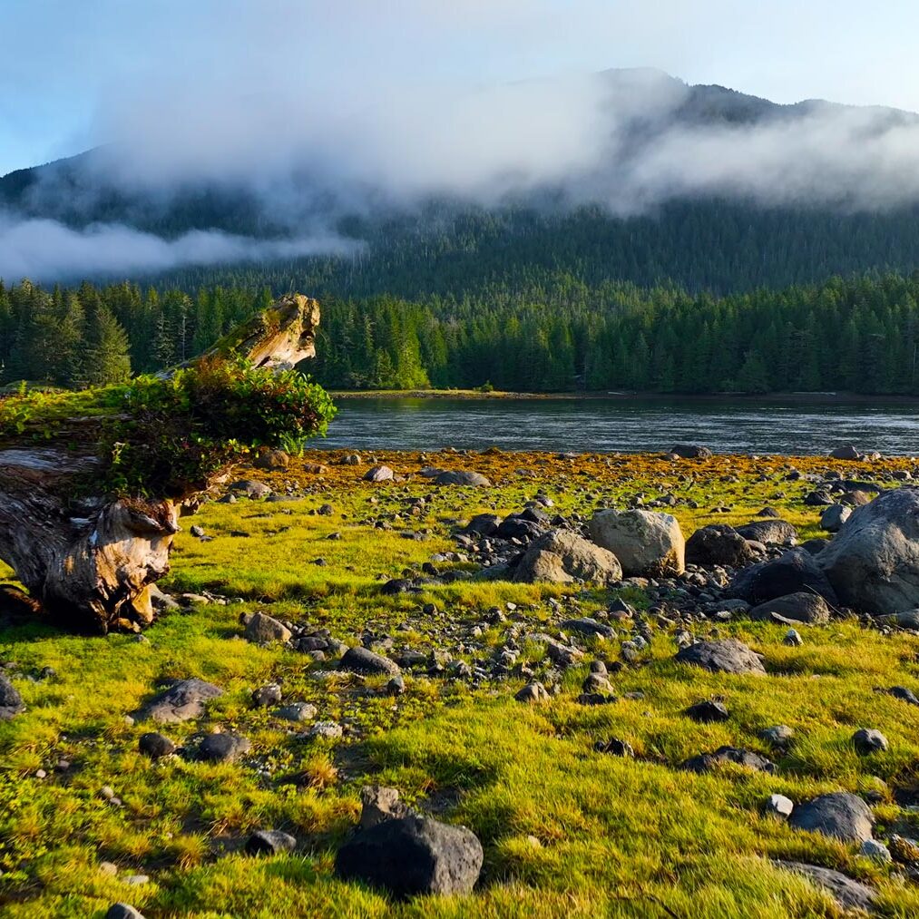 replace-eagle-picture